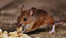 24 Hour & Emergency Exterminators in Point Harbor, NC